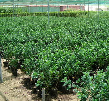 Ficus Hawaii “Green Island” – Hardy and Elegant Groundcover Shrub 3