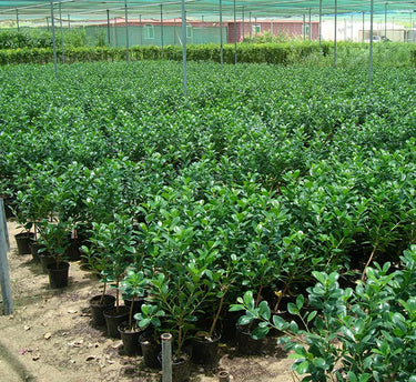 Ficus Hawaii “Green Island” – Hardy and Elegant Groundcover Shrub 3