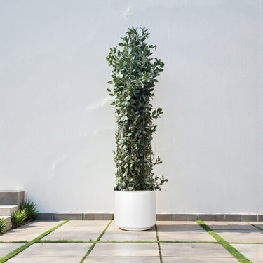 Conocarpus Sericeus – Silver Buttonwood 9