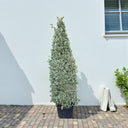 Conocarpus Sericeus – Silver Buttonwood 11