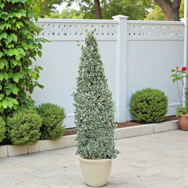 Conocarpus Sericeus – Silver Buttonwood 12