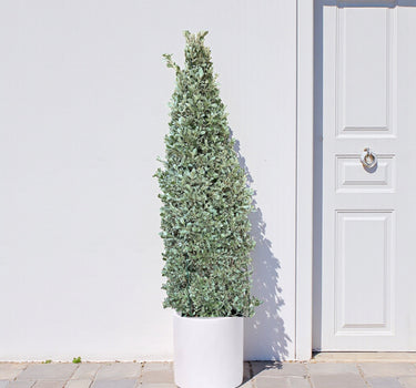 Conocarpus Sericeus – Silver Buttonwood 2