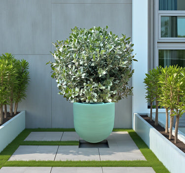 Conocarpus Sericeus – Silver Buttonwood 1