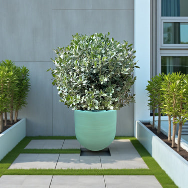 Conocarpus Sericeus – Silver Buttonwood 1