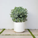 Conocarpus Sericeus – Silver Buttonwood 7