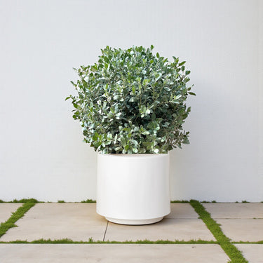 Conocarpus Sericeus – Silver Buttonwood 7