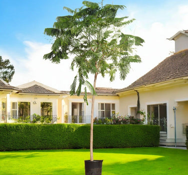 Delonix Regia – Flame Tree (Royal Poinciana) 2
