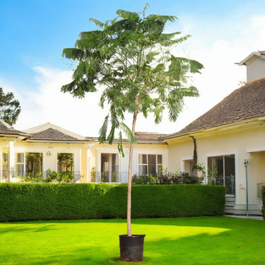 Delonix Regia – Flame Tree (Royal Poinciana) 2