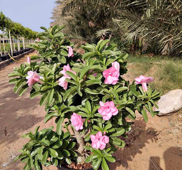 Desert Rose Flowering Outdoor Plants Dubai