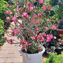 Desert Rose Flowering Outdoor Plants Dubai. Potted plant with pink flowers in a garden setting