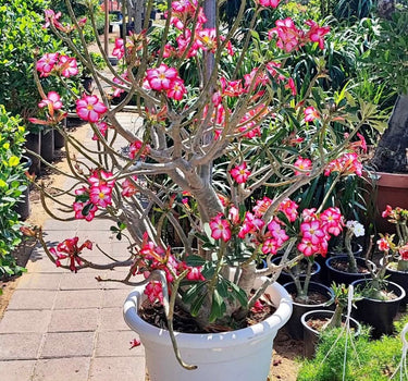 Desert Rose Flowering Outdoor Plants Dubai. Potted plant with pink flowers in a garden setting