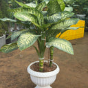 Dieffenbachia Plants UAE. Potted plant with large green leaves in a white urn on a dirt ground.