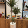 Dracaena in Rustic Pot Indoor Plants UAE