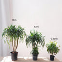 Dracaena Draco – Multi Stem Dragon Tree 6