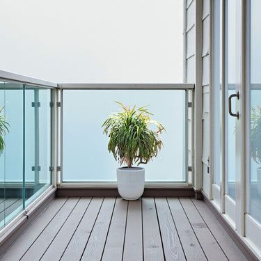 Dracaena Draco – Multi Stem Dragon Tree 2