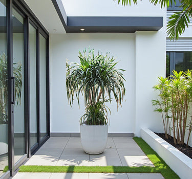Dracaena Draco – Multi Stem Dragon Tree 3