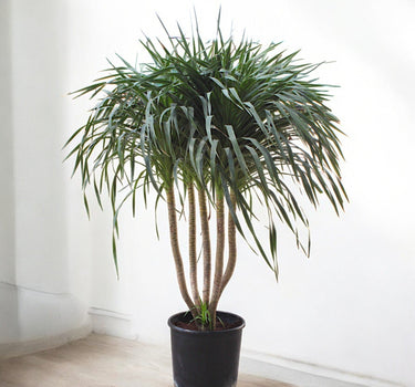 Dracaena Draco – Multi Stem Dragon Tree 4