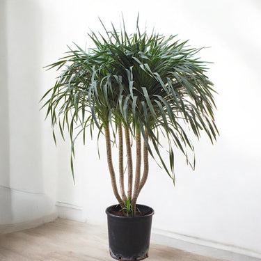 Dracaena Draco – Multi Stem Dragon Tree 4