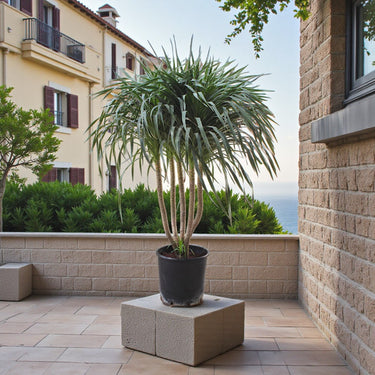 Dracaena Draco – Multi Stem Dragon Tree 7