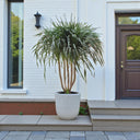 Dracaena Draco – Multi Stem Dragon Tree 1