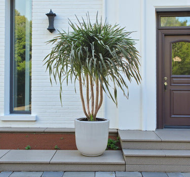 Dracaena Draco – Multi Stem Dragon Tree 1