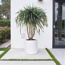 Dracaena Draco – Multi Stem Dragon Tree 8