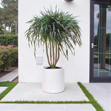 Dracaena Draco – Multi Stem Dragon Tree 8
