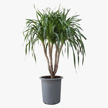 Dracaena Draco – Multi Stem Dragon Tree 5