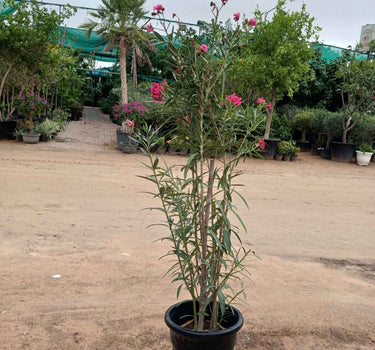 Oleander Plant 150cm Large