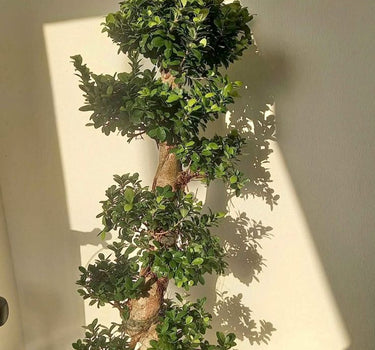 Bonsai Big 130-150cm