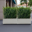 Ehretia Microphylla Hedge Shape 4