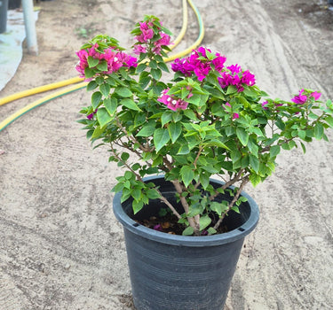 Elegant Bougainvillea Flower Decoration Plants Dubai. Potted plant with pink flowers in a garden setting