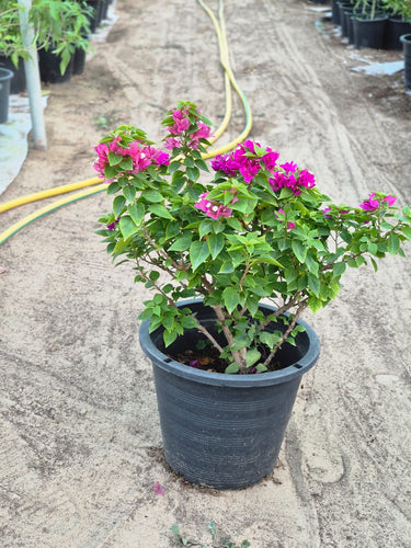 Elegant Bougainvillea Flower Decoration Plants Dubai. Potted plant with pink flowers in a garden setting