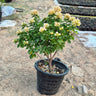 Elegant Bougainvillea Flower Decoration Plants Dubai. Potted plant with yellow flowers on a stone surface
