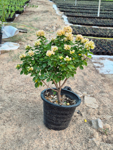 Elegant Bougainvillea Flower Decoration Plants Dubai. Potted plant with yellow flowers on a stone surface