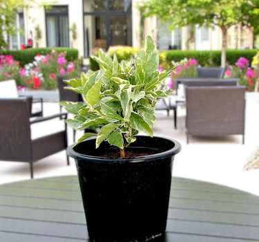Eranthemum Variegated - Pseuderanthemum 2