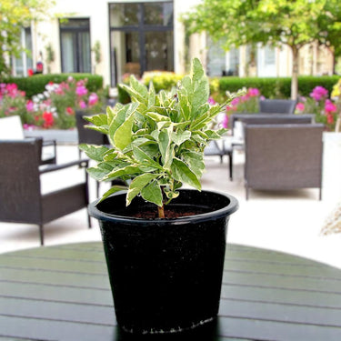 Eranthemum Variegated - Pseuderanthemum 2