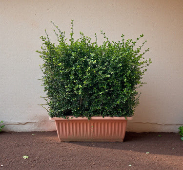 Ehretia Microphylla Hedge Shape 1
