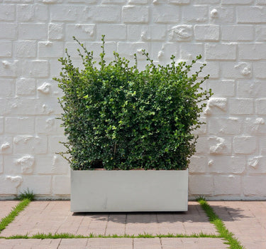 Ehretia Microphylla Hedge Shape 3