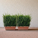 Ehretia Microphylla Hedge Shape 2