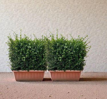 Ehretia Microphylla Hedge Shape 2