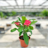 Euphorbia millii – Crown of Thorns 1