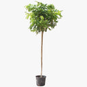 Peltophorum inerme – Yellow Poinciana 3