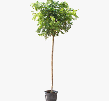 Peltophorum inerme – Yellow Poinciana 3