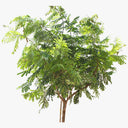 Peltophorum inerme – Yellow Poinciana 4