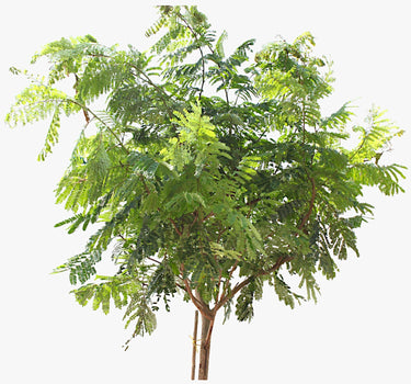 Peltophorum inerme – Yellow Poinciana 4