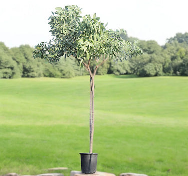 Tabebuia Argentea – Golden Bell Tree