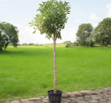 Tabebuia Argentea – Golden Bell Tree