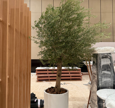 Olive Tree Premium 3m