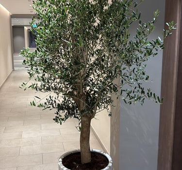 Olive Tree Big Premium